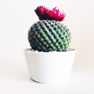 Your Product Name Full Title11