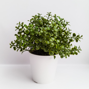 Your Product Name Full Title5