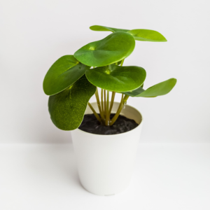 Your Product Name Full Title6